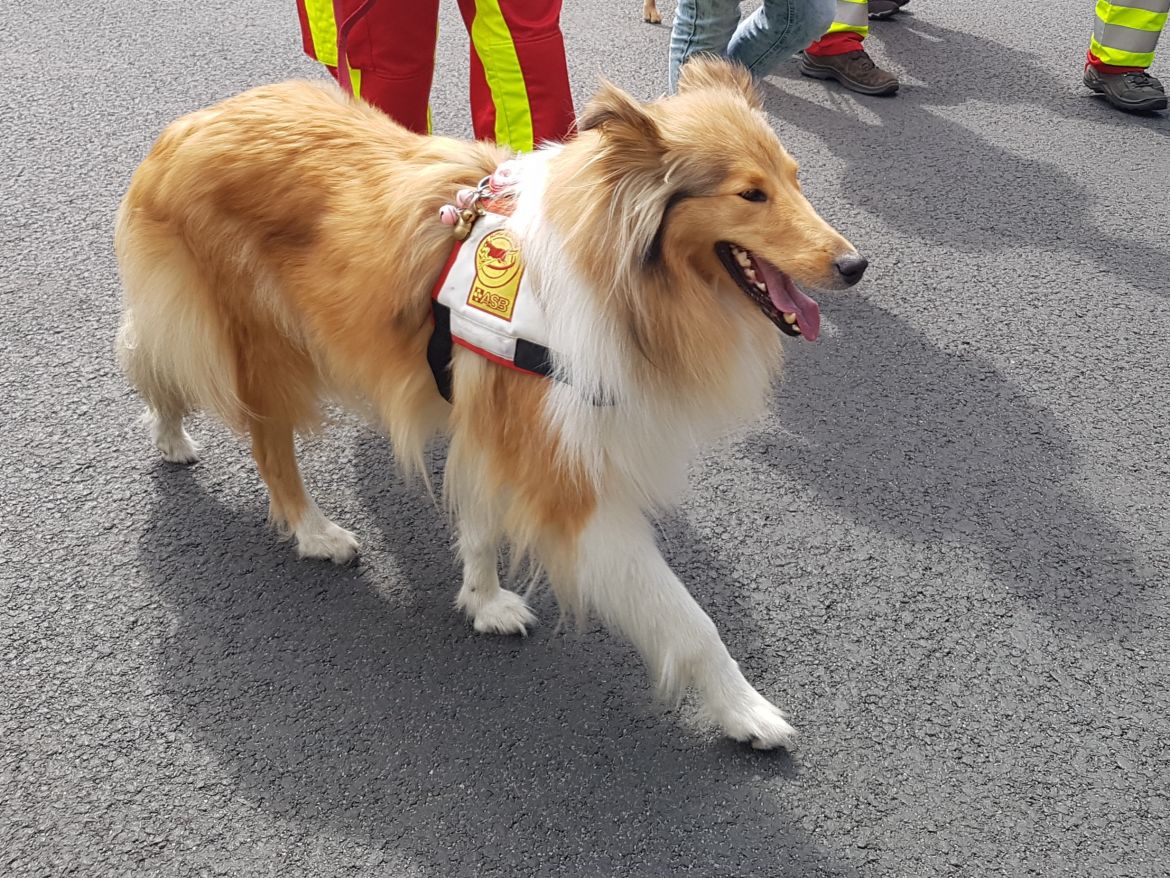 Südhessen Rettungshund Lina.jpg