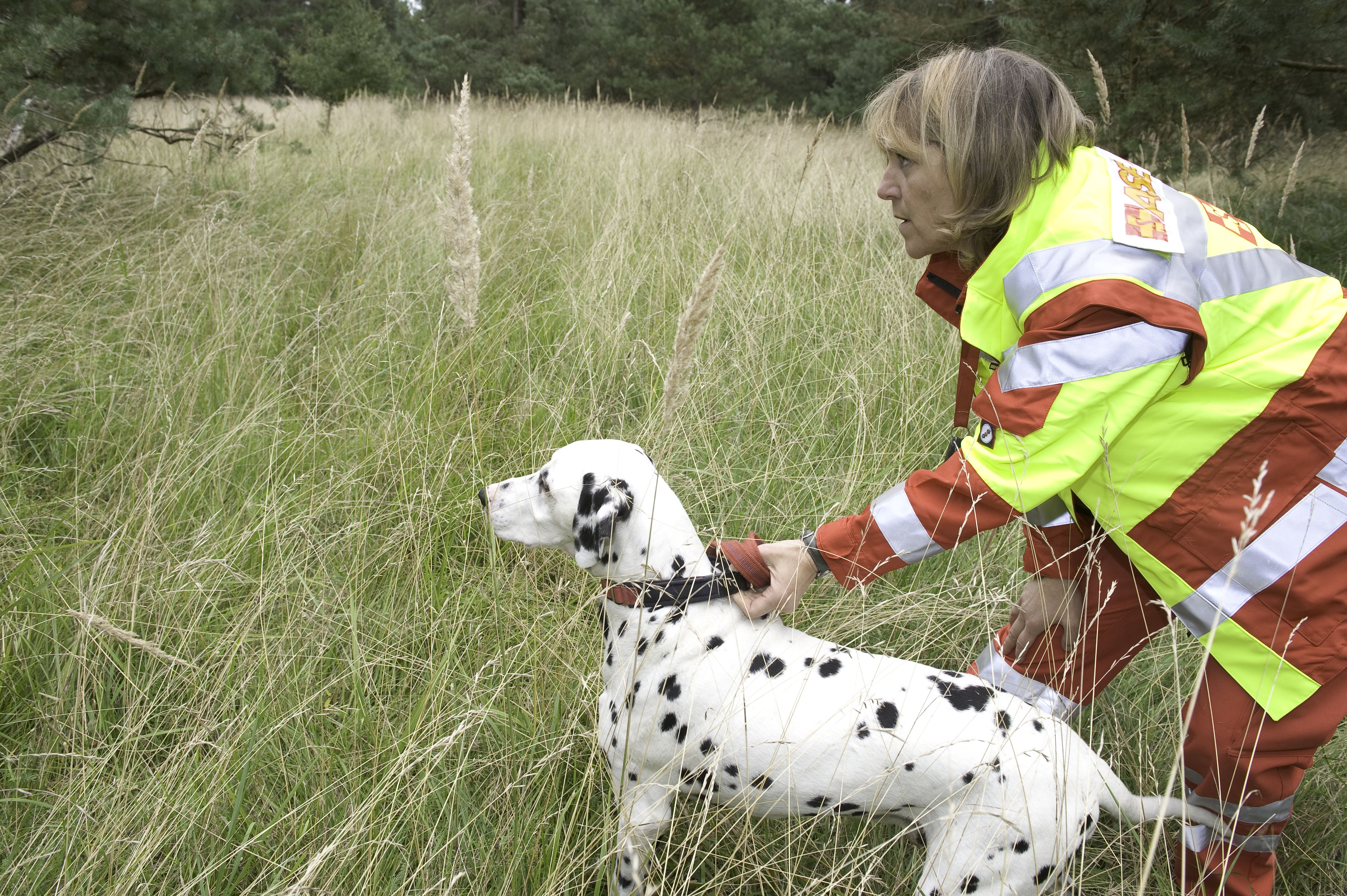 Frau und Dalmatiner im Feld