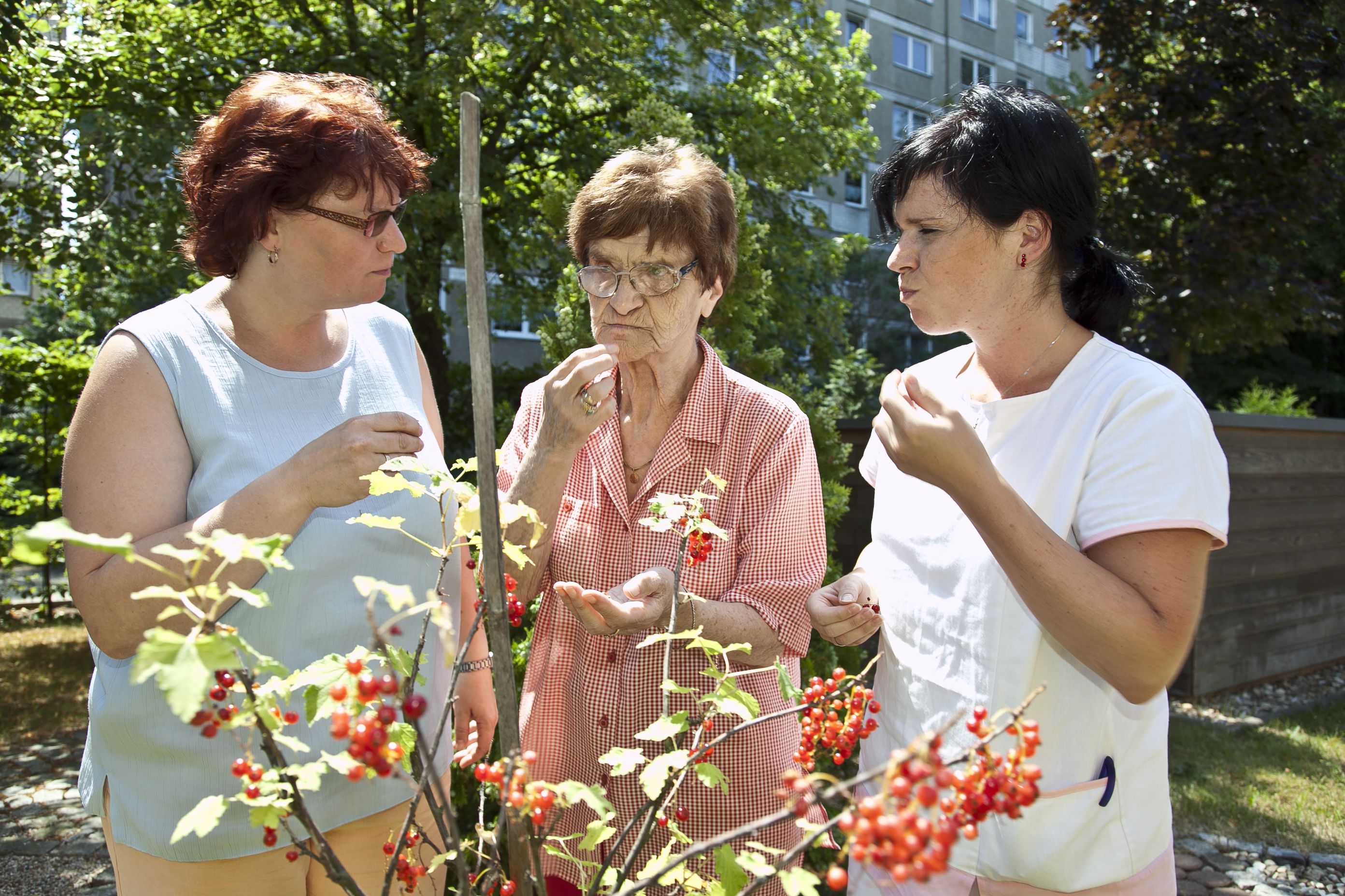 Drei Frauen stehen im Sommer im Garten und essen Johannisbeeren vom Strauch.