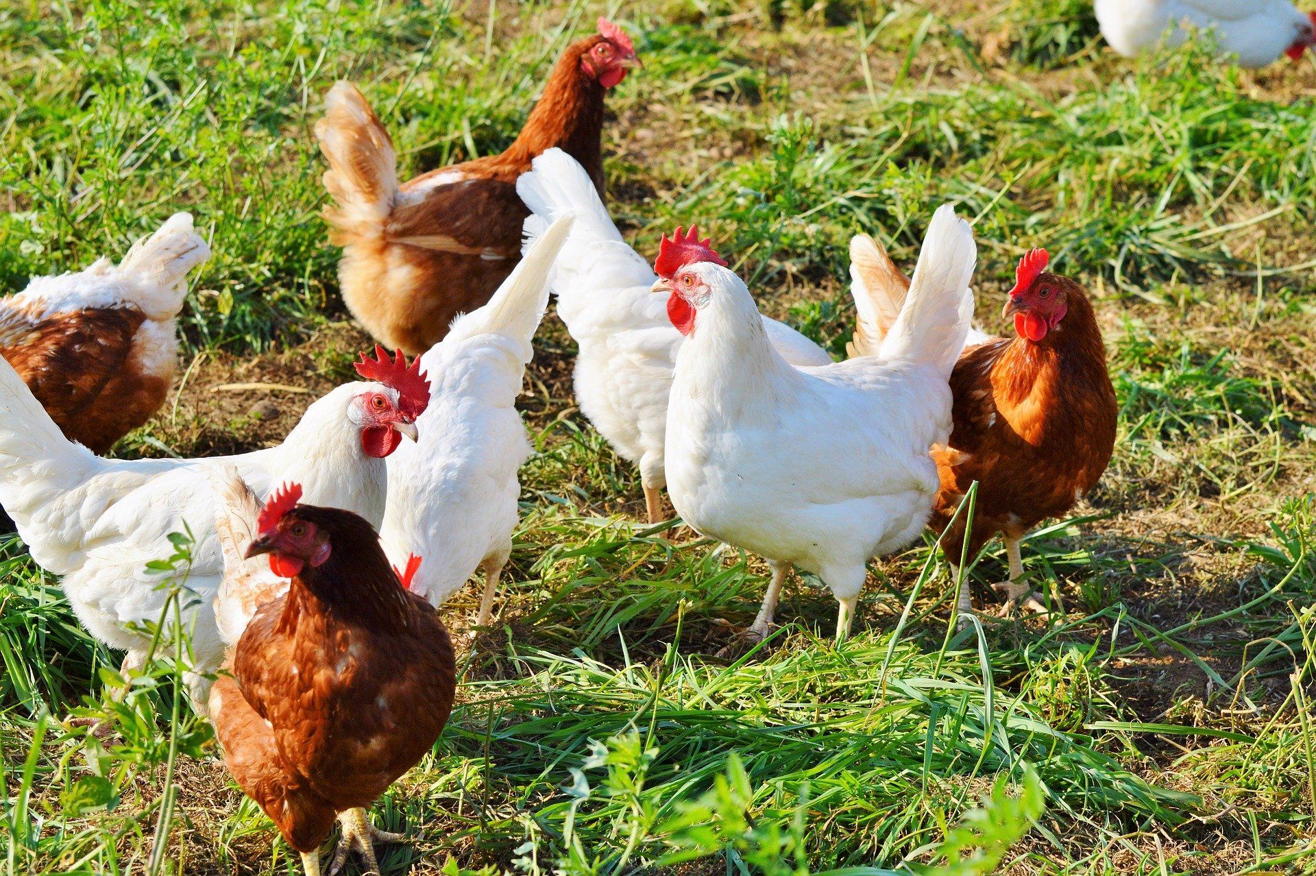 Hühner für ASB Wohnen und Pflege in Lohfelden