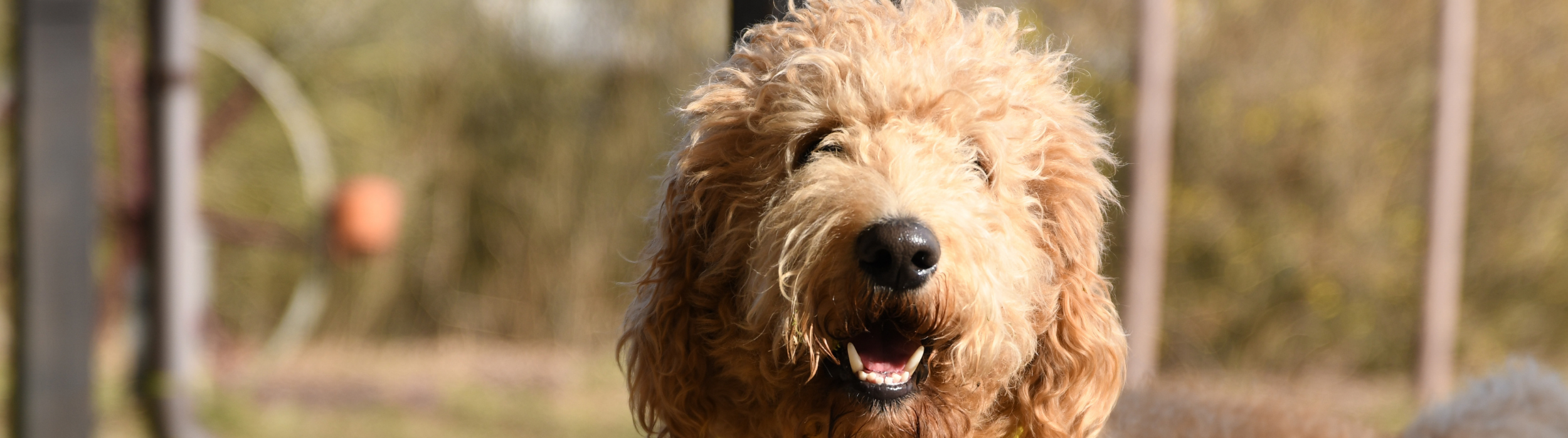 Header Spenden - Besuchshunde.png